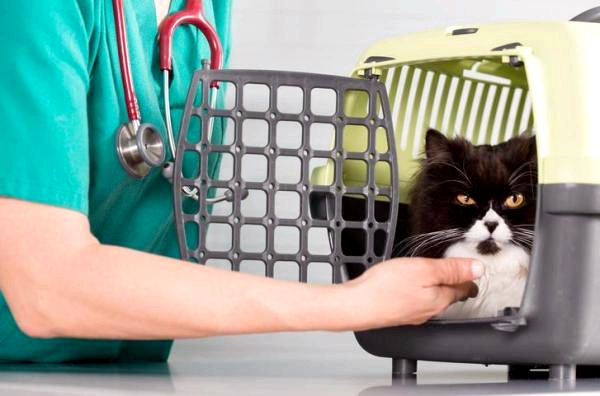 Рак у кошек - Лечение рака у кошек
