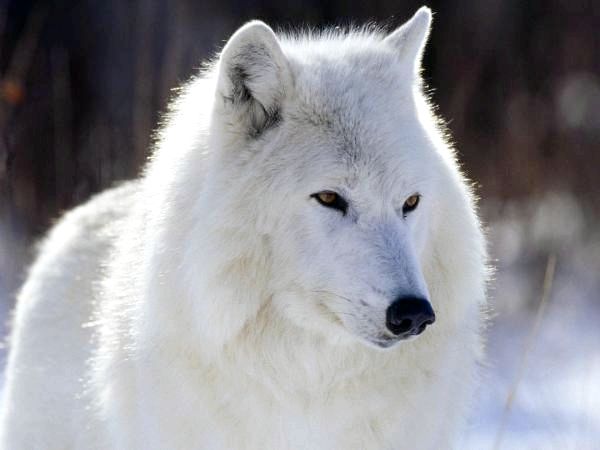 Разные виды волков и их характеристики - Баффин Айленд Вольф (Canis lupus manningi)
