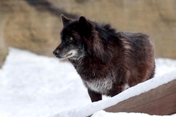 Различные виды волков и их характеристики - волк по внутреннему Аляске (Canis lupus pambasileus)