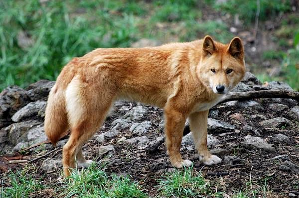 Различные виды волков и их характеристики - Динго (Canis lupus dingo)