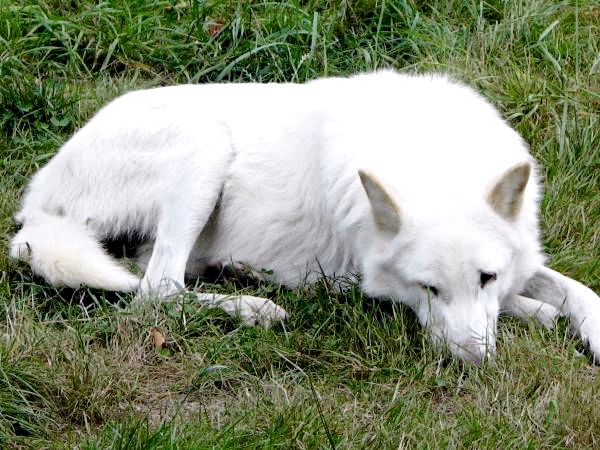 Различные виды волков и их характеристики: Остров волка Ванкувер (Canis lupus crassodon)
