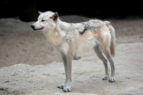 Различные виды волков и их характеристики: северо-западный волк (Canis lupus occidentalis)