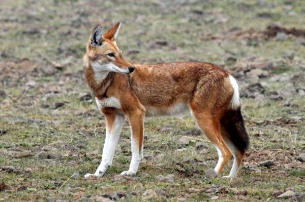 Различные виды волков и их характеристики: эфиопский волк (Canis simensis)