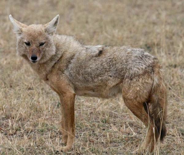 Различные виды волков и их характеристики: африканский золотой волк (Canis anthus)