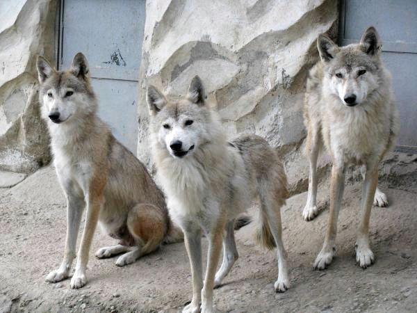 Различные виды волков и их характеристики: гималайский волк (Canis himalayensis)