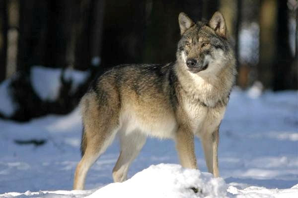 Различные виды волков и их характеристики: серый волк (Canis lupus)