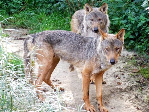 Различные виды волков и их характеристики - иберийский волк (Canis lupus signatus)