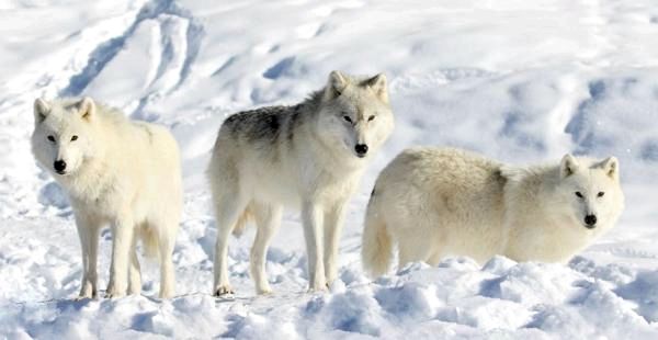 Различные виды волков и их характеристики - арктический волк (Canus lupus arctos)