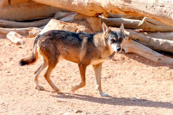 Различные виды волков и их характеристики - арабский волк (Canis lupus arabs)
