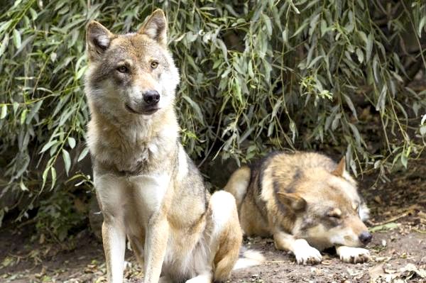 Различные виды волков и их характеристики: евразийский волк (Canis lupus lupus)