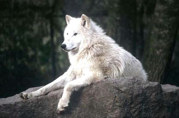 Разные виды волков и их характеристики: тундровая волчица (Canis lupus albus)