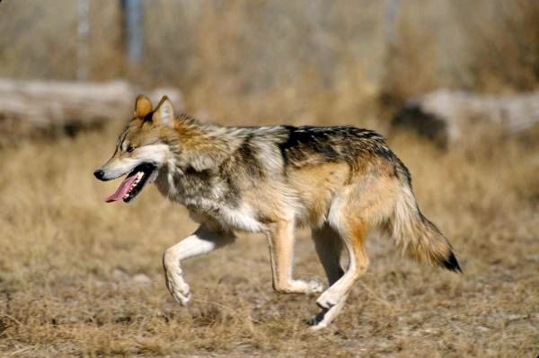 Различные виды волков и их характеристики - мексиканский волк (Canis lupus baileyi)