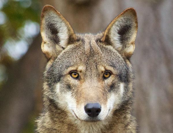 Самый исчезающий вид в Северной Америке - 2. Красный волк