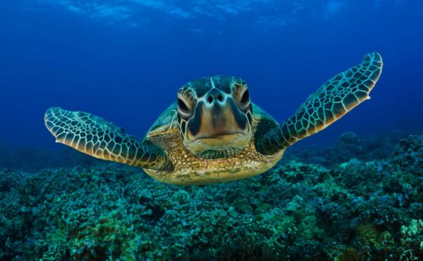 Самый угрожаемый вид в Северной Америке - 7. Морская черепаха Кемпс Ридли