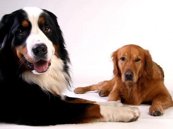 Зависть собак: признаки и что делать: почему собаки завидуют?