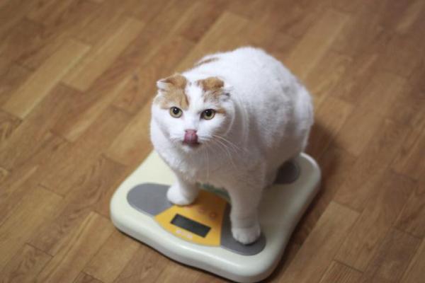 У моей кошки лишний вес?