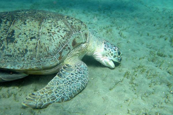 Жизненный цикл морских черепах: что едят морские черепахи?