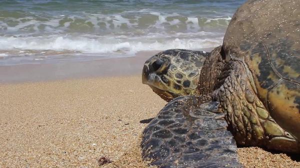Жизненный цикл морских черепах: как размножаются черепахи?