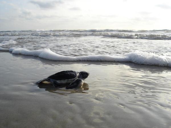 Жизненный цикл морских черепах: развитие маленьких черепах
