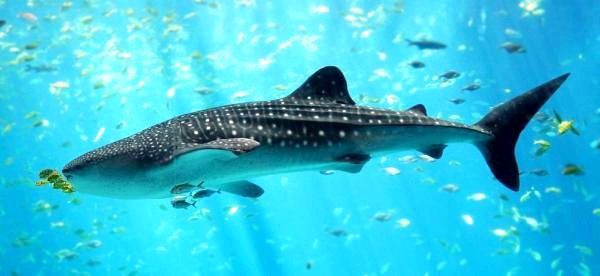 Виды животных с жабрами - 2. Китовая акула (Rhincodon typus)