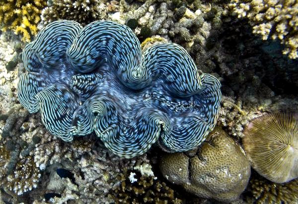 Виды животных с жабрами - 4. Гигантский моллюск (Tridacna gigas)