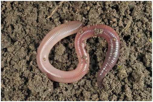 5 интересных фактов о дождевых червях, которых вы не знали
