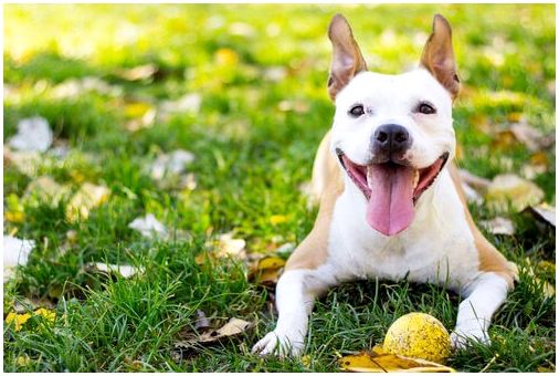 5 советов для счастливой и здоровой собаки