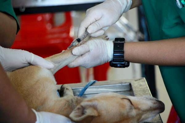 Диета и уход за собаками с анемией: лечение анемии у собак