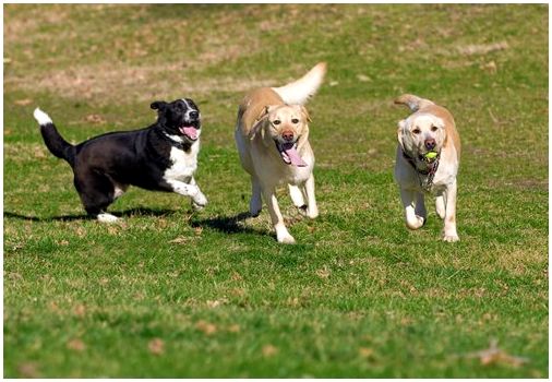 Три собаки бегут в парке