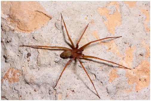 Как предотвратить попадание пауков в ваш дом