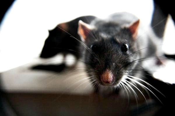 Купание любимой крысы: первая ванна вашей крысы