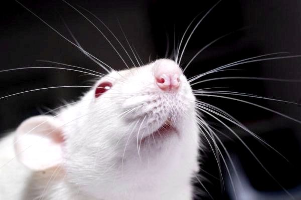 Купание крысы: Как часто следует купать крысу?