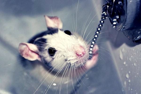 Купание крысы для домашних животных - купание вашей крысы в ​​первый раз: пошаговое руководство