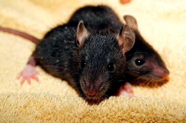 Купание любимой крысы: когда следует купать крысу?