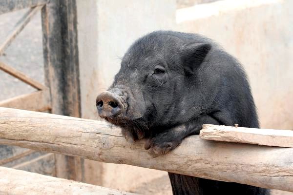 Лучшие имена свиней для домашних животных - Мужские имена свиней для домашних животных