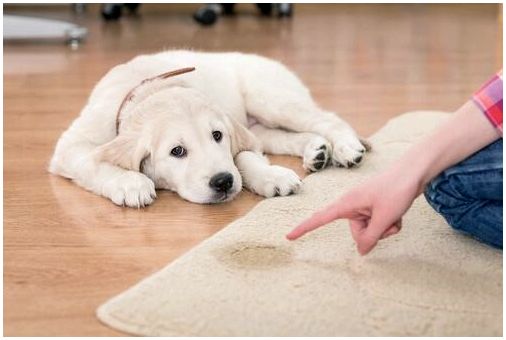 Владелец собаки наказывает свою собаку за мочеиспускание на ковре.