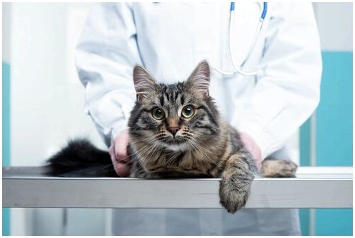 Наиболее распространенные техники хиропрактики для кошек