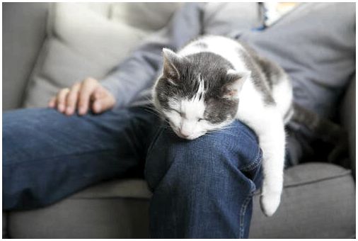 Кошка спит на коленях своего хозяина.