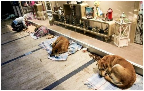 Стамбул Молл открыл двери для бездомных собак