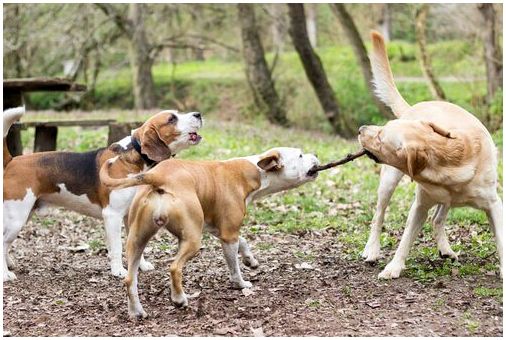 Ветеринары предупреждают об опасности позволить собакам играть с палками