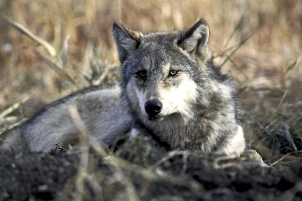 Животные Пиренейского полуострова - 1. Иберийский волк