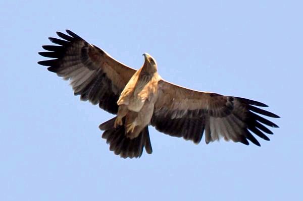 Животные Пиренейского полуострова - 3. Испанский имперский орел