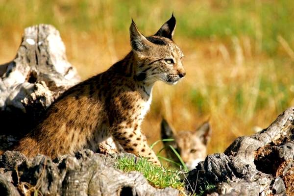 Животные Пиренейского полуострова. Какие животные Пиренейского полуострова находятся под угрозой исчезновения?