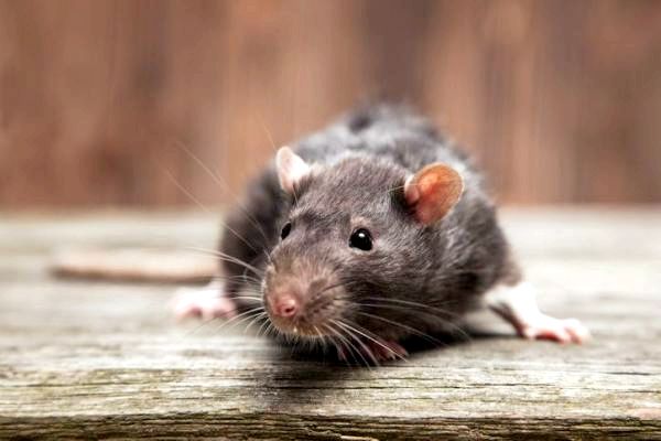 10 болезней крысы переданы человеку