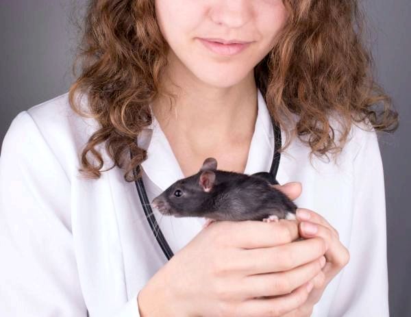 10 болезней крысы передано человеку - 10. внешние паразиты