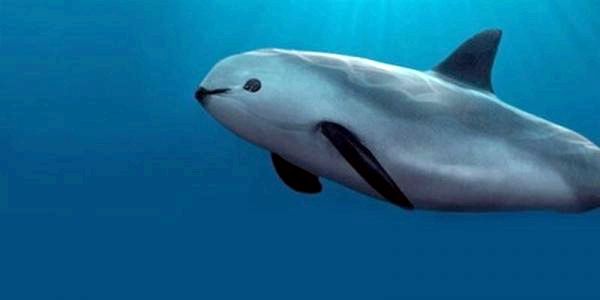 18 самых редких животных в мире - Vaquita