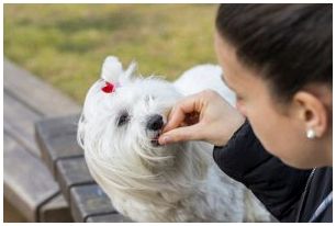 Предоставление необходимых питательных веществ для собаки.