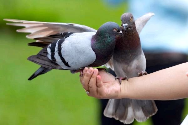 Что едят голуби? - Diet Dove and Pigeon - Что ест голубь?