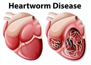 Болезнь сердечного червя.
