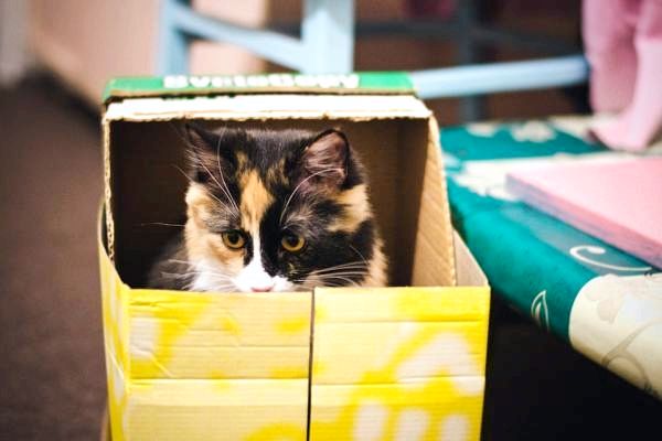 DIY игрушки для кошек с картоном